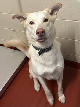 Orion -  Husky Dog for Adoption in Mason City, Iowa - Orion | PetCurious