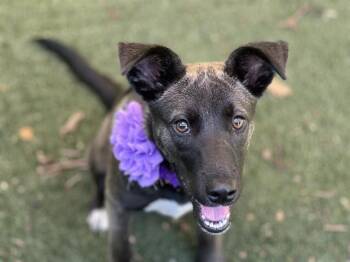 CHARMY -  Mixed Breed Dog for Adoption in Charlotte, North Carolina - CHARMY | PetCurious