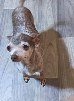 Cookie in TX -  Chihuahua Dog for Adoption in Cranston, Rhode Island - Cookie In TX | PetCurious