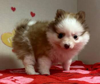 Pomeranian Dogs Available for Adoption - Biscuit | PetCurious