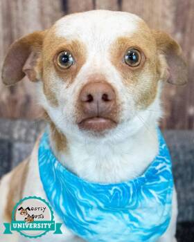 Beagle and Chihuahua Dogs Available for Adoption - Sean | PetCurious