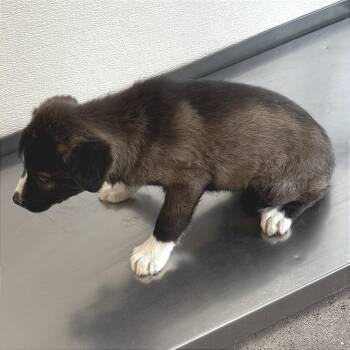 Mixed Breed Dogs Available for Adoption - Oak | PetCurious