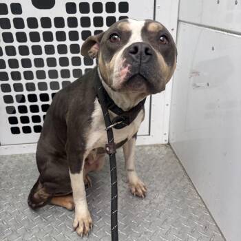 Terrier Dogs Available for Adoption - Jigglypuff | PetCurious