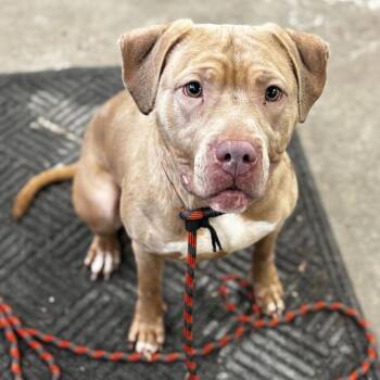 Pit Bull Terrier Dogs Available for Adoption in Minneapolis, Minnesota - Aoife | PetCurious