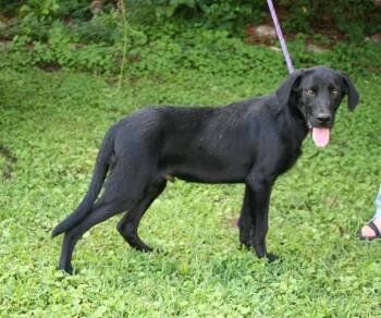 Baxter -  Labrador Retriever and Australian Shepherd Dog for Adoption in Pulaski, Tennessee - Baxter | PetCurious