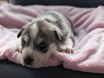 Rescue American Staffordshire Terrier Dogs for Adoption in Boise, Idaho - Flaco | PetCurious