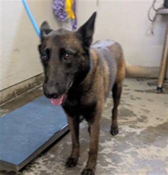 Belgian Shepherd Malinois Dogs Available for Adoption - JANIS JOPLIN | PetCurious