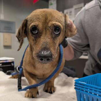 Arvid -  Miniature Dachshund and Mixed Breed Dog for Adoption in Tampa, Florida - Arvid | PetCurious