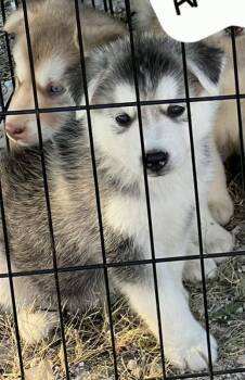 Syrah -  Husky Dog for Adoption - Syrah | PetCurious