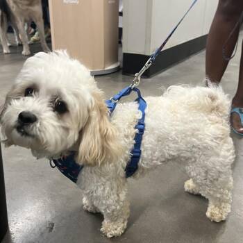 Jackson -  Maltese Dog for Adoption in Tampa, Florida - Jackson | PetCurious