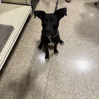 Lucky Pup -  Chihuahua Dog for Adoption in Fresno, California - Lucky Pup | PetCurious