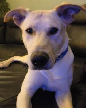 Rescue Mixed Breed Dogs for Adoption in Egg Harbor City, New Jersey - Reed | PetCurious