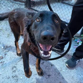 Legacy -  German Shepherd Dog Dog for Adoption in Tampa, Florida - Legacy | PetCurious