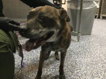 BERNY -  Pit Bull Terrier Dog for Adoption in Thousand Palms, California - BERNY | PetCurious