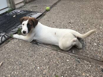 Rescue Retriever and Mixed Breed Dogs for Adoption in Minneapolis, Minnesota - Leyla | PetCurious