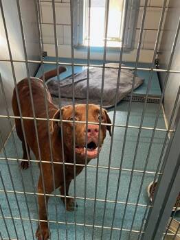 ASSEMBLY -  Labrador Retriever Dog for Adoption in Pearland, Texas - ASSEMBLY | PetCurious
