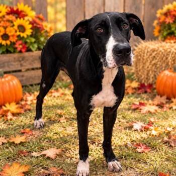 Stella -  Great Dane Dog for Adoption in Williston, Vermont - Stella | PetCurious