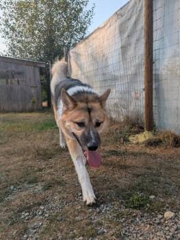 Koda -  Husky Dog for Adoption in Nanaimo, British Columbia - Koda | PetCurious