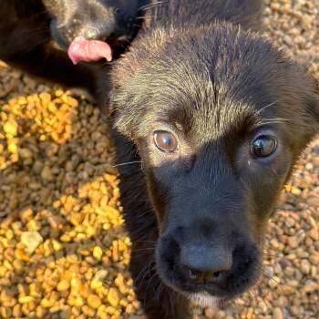 Mixed Breed Dogs Available for Adoption - Legos | PetCurious