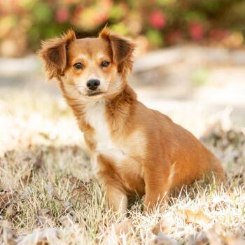 Feist Dogs Available for Adoption - Sahara | PetCurious