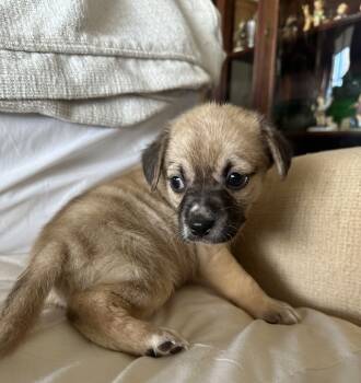 Rescue Labrador Retriever Dogs for Adoption in Washington, District Of Columbia - Babe Poe | PetCurious