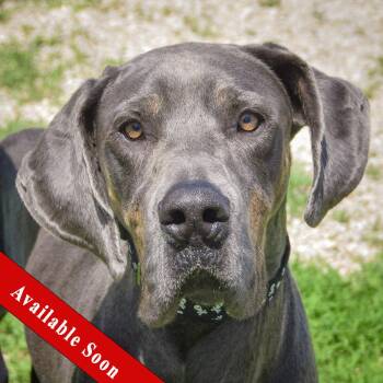 Dani -  Great Dane Dog for Adoption in Huntley, Illinois - Dani | PetCurious