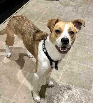 Baily -  Hound and Terrier Dog for Adoption in Elk Grove, California - Baily | PetCurious
