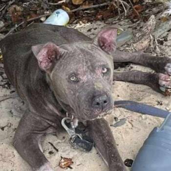 Rescue Mixed Breed Dogs for Adoption in Frederiksted, St. Croix - Chockey | PetCurious