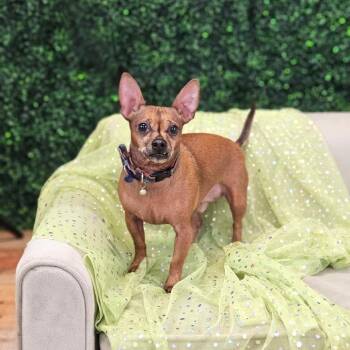 Chewie (aka Finn) -  Chihuahua and Miniature Pinscher Dog for Adoption in East St. Louis, Illinois - Chewie (aka Finn) | PetCurious