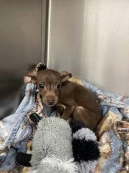 Mar-teeny -  Chihuahua and Mixed Breed Dog for Adoption in Louisburg, North Carolina - Mar-teeny | PetCurious