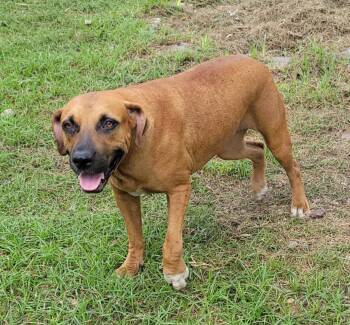 Rescue Labrador Retriever and Boxer Dogs for Adoption in Longview, Texas - Addie | PetCurious