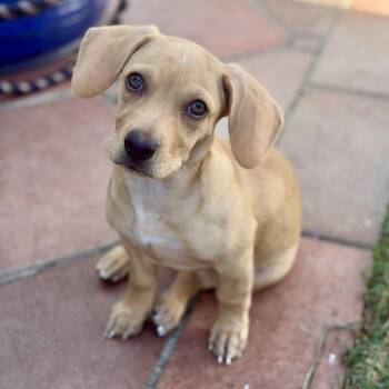 Libby -  Dachshund and Chiweenie Dog for Adoption in Pelham, New Hampshire - Libby | PetCurious