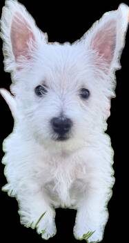 WESTON -  West Highland White Terrier Westie Dog for Adoption in La Habra, California - WESTON | PetCurious
