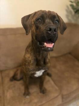 Rescue Boxer Dogs for Adoption in Pinetop-lakeside, Arizona - Benji | PetCurious