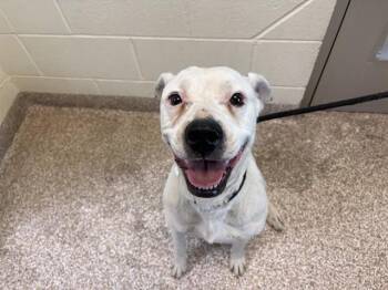 Pit Bull Terrier Dogs Available for Adoption in Pueblo, Colorado - WHITNEY | PetCurious