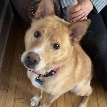 HENRY -  Shepherd and Carolina Dog Dog for Adoption in New York, New York - HENRY | PetCurious