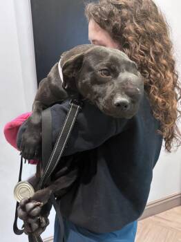 KitKat (Georgia) -  Labrador Retriever Dog for Adoption in Brewster, New York - KitKat (Georgia) | PetCurious