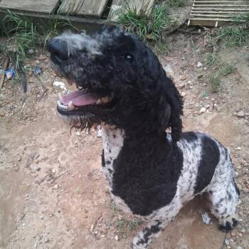 Mickey -  Poodle Dog for Adoption in Wiggins, Mississippi - Mickey | PetCurious