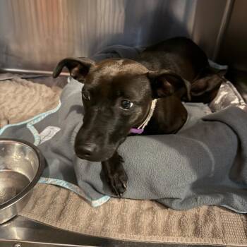 Terrier Dogs Available for Adoption in Walden, New York - Portabella | PetCurious