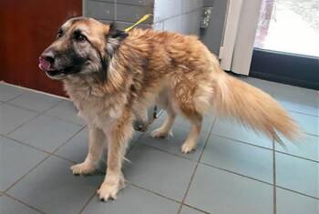 Mixed Breed Dogs Available for Adoption in Nashville, Tennessee - Talladega | PetCurious