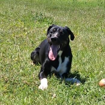 Cooper -  German Shepherd Dog and Border Collie Dog for Adoption in Yakima, Washington - Cooper | PetCurious