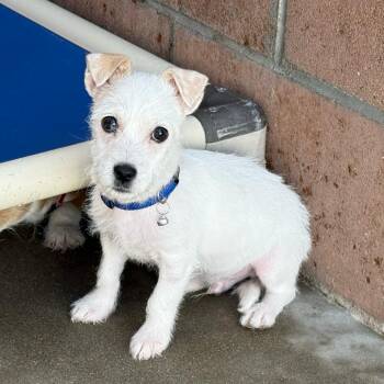 Terrier Dogs Available for Adoption - Tide | PetCurious