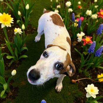 Rescue Coonhound Dogs for Adoption in Richmond Hill, Georgia - Hagrid | PetCurious