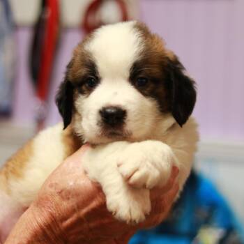 CT Honeynut -  Saint Bernard Dog for Adoption in Eastford, Connecticut - CT Honeynut | PetCurious