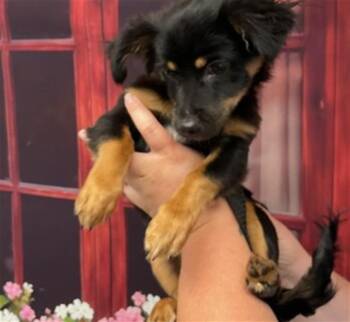 Chihuahua Dogs Available for Adoption in San Bernardino, California - BRUNO | PetCurious