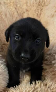 Dickensorer / Molly -  Labrador Retriever and Mixed Breed Dog for Adoption in Broomfield, Colorado - Dickensorer / Molly | PetCurious