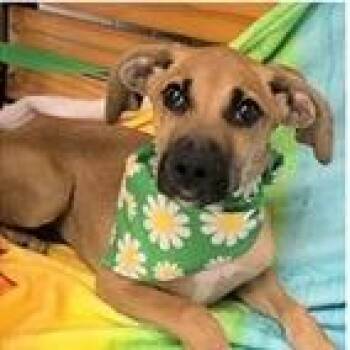 Tyler -  Terrier Dog for Adoption in Clearwater, Florida - Tyler | PetCurious