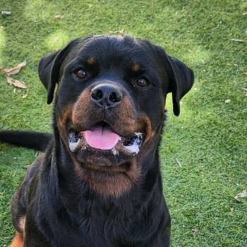 Rescue Rottweiler Dogs for Adoption in Austin, Texas - Drax JuM | PetCurious