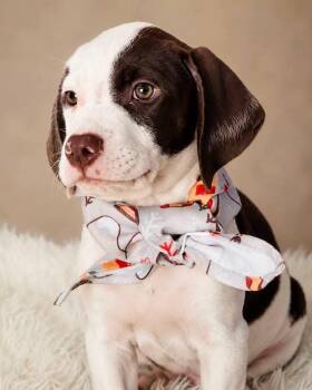 Dante -  Pointer Dog for Adoption in Nahunta, Georgia - Dante | PetCurious