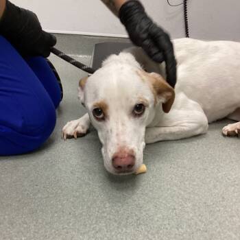 Rescue Mixed Breed Dogs for Adoption in Abilene, Texas - Banjo | PetCurious